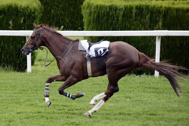 alex ferguson horses running today — GB news
