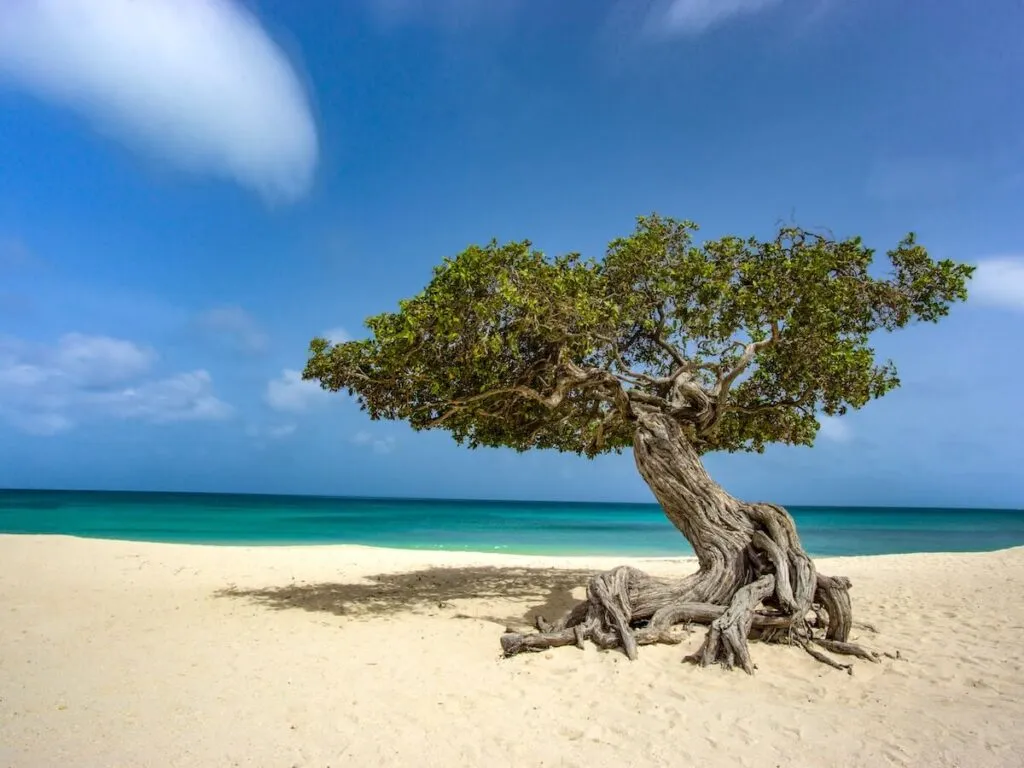 aruba — GB news