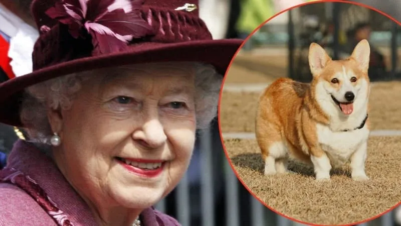 dog breeds to be banned — GB news