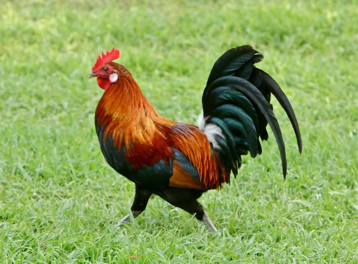 rooster — GB news