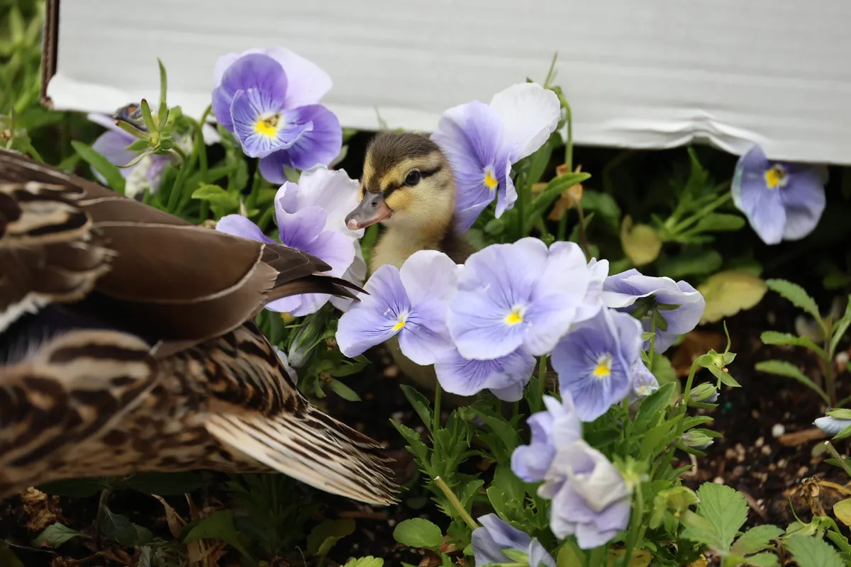 when is mother's day — GB news