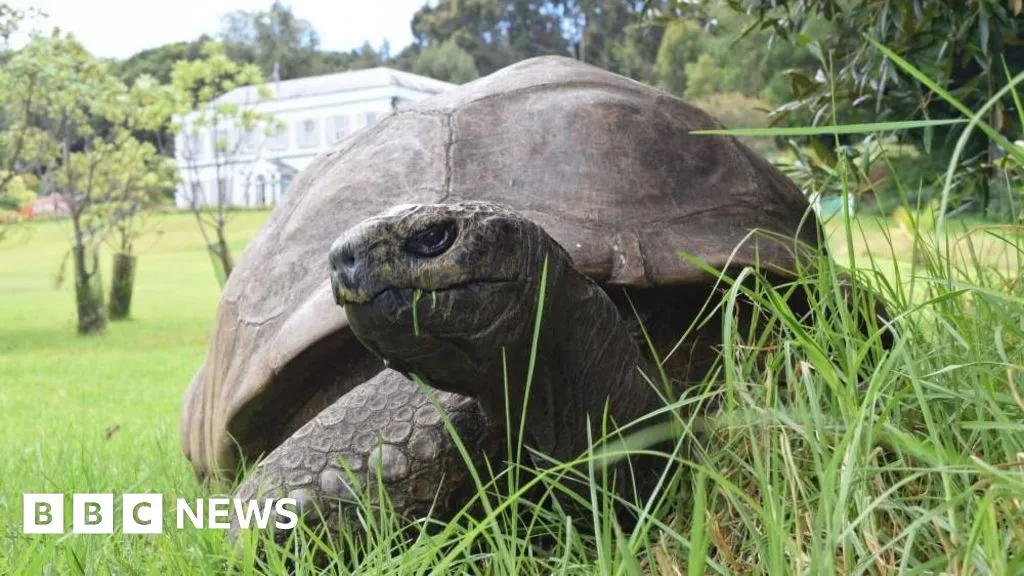 jonathan tortoise death — GB news