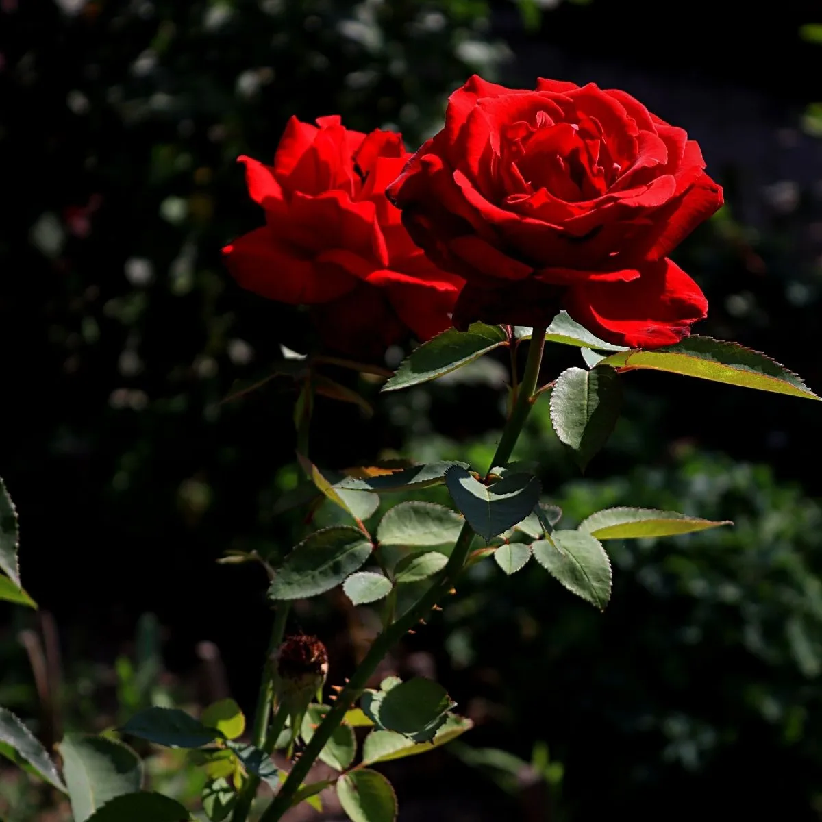 rose — GB news