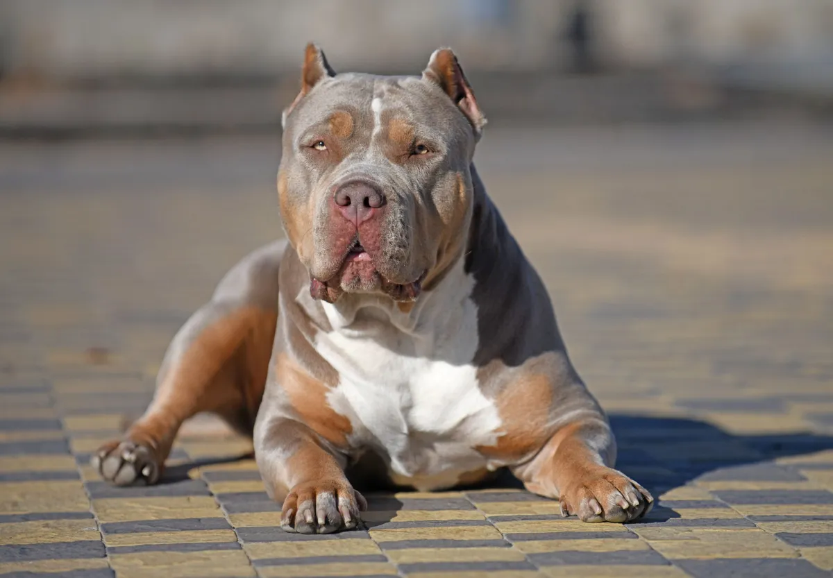 xl bully — GB news