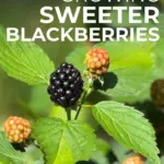 aldi sweeter blackberries — GB news