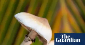 Mushroom Study Reveals Lasting Brain Changes from Psilocybin